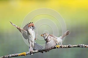 funny birds sparrows on a branch in a sunny spring garden flapping their wings and beaks photo