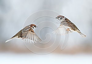 Funny birds sparrows are flying towards each other, wings spread