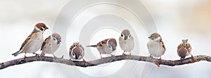 Funny birds sparrows sitting on a branch on the panoramic picture