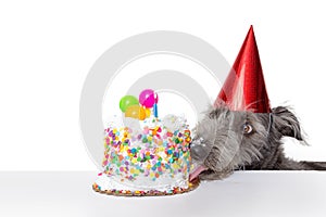 Funny Birthday Dog Eating Cake