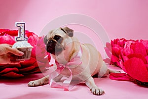 Funny birthday dog eating cake with one candle in front of him