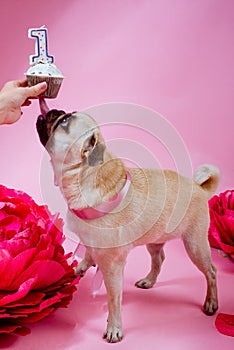 Funny birthday dog eating cake with one candle in front of him