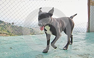 Funny black American Pitbull Terrier running on the concrete floor