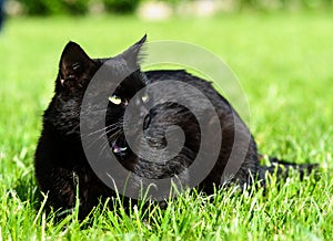 funny black cat on green background