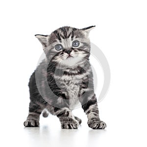 Funny black cat kitten on white