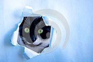 Funny black cat looks through a ragged hole in the blue paper. Game of hide. Naughty Pets and naughty Pets. A copy of the space