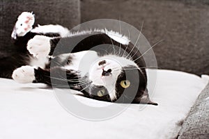 FUNNY BLACK CAT PLAYING OVER THE SOFA, LOOKING AT CAMERA