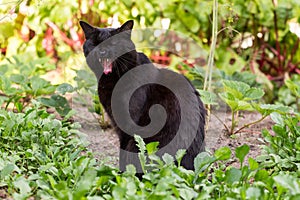 Funny black cat yawns outdoor in garden