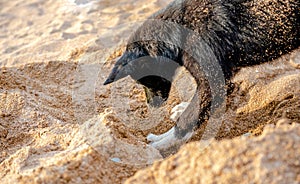 Funny black dog digs a hole in the sand on the beach during summer vacation.