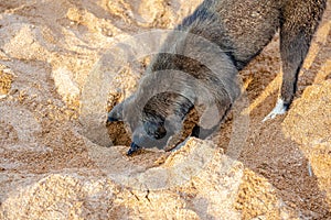 Funny black dog digs a hole in the sand on the beach during summer vacation.