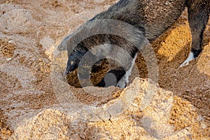 Funny black dog digs a hole in the sand on the beach during summer vacation.