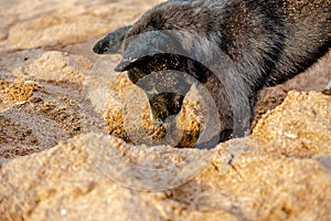 Funny black dog digs a hole in the sand on the beach during summer vacation.