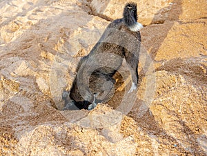 Funny black dog digs a hole in the sand on the beach during summer vacation.