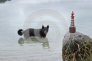 Funny black dog ruined the shooting of a lighthouse