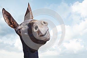 Funny black donkey smiling on blue sky