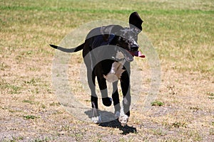 Running black great dane in the garden