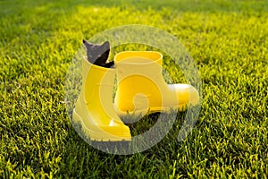 Funny black kitten sitting in yellow boot on grass. Cute image concept for postcards calendars and booklets with pet