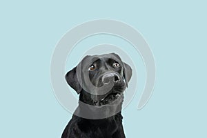 Funny black labrador dog looking up giving you whale eye caught red-handed with guilty expression. Isolated on colored blue