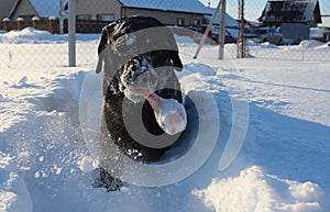 Funny black labrador dog playing in the snow with a toy on a walk