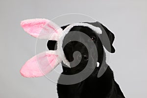A funny black labrador head portrait in the studio with funny bunny ears