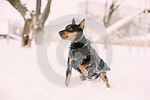 Funny Black Miniature Pinscher Zwergpinscher Leisure Play. Min Pin Dog Playing And Running Outdoor In Snow, Winter