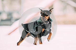 Funny Black Miniature Pinscher Zwergpinscher, Min Pin Dog Playin