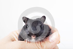 Funny black mouse gerbil in human hand