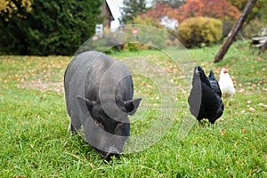 Black a pig in the yard