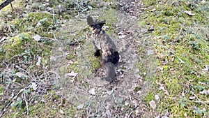 Funny black poodle dog running along forest path following female person. Puppy jumping on trail in woods. Human walking