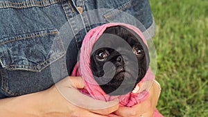 Funny black pug puppy. Funny pets. Dog in a wacky outfit.