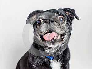 Funny Black Pug with Tongue Out