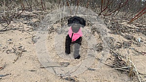 Funny black puppy wearing pink jacket sniffing spring air on sand beach. Poodle dog smelling scent of Willow tree