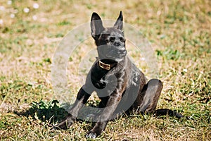 Funny Black Small Size Mixed Breed Puppy Dog Sitting On Grass