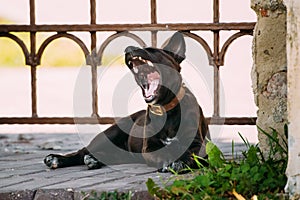 Funny Black Small Size Mixed Breed Puppy Dog Yawning Outdoor