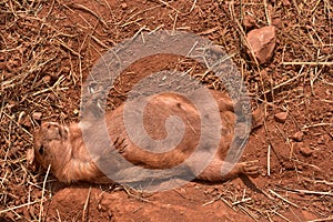 Funny Black Tailed Prairie Dog on His Back