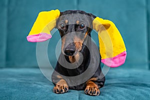 Funny black and tan dachshund dog with bright yellow colored socks for pets or children on ears is lying on sofa, advertising