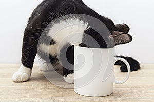 Funny black-white cat crawled into a white coffee mug.