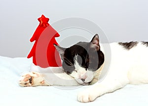 Funny black and white cat with a red hat of santa sleeps on the gray background. Cat and red christmas tree. New year