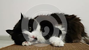 Funny black and white cat sniffing Valerian and washes on cardboard scratching posts. Paw washes his ear