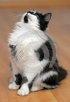Funny black and white kitten
