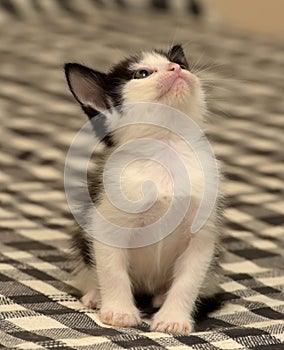 Funny black white kitten