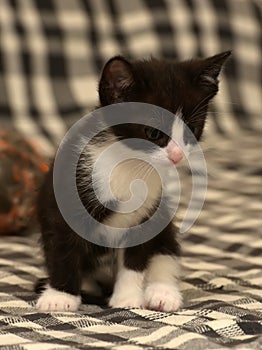 Funny black white kitten