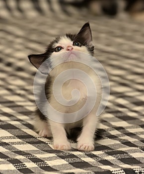 Funny black white kitten