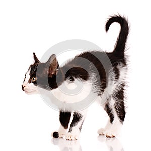 Funny black and white kitten wants to attack a toy. Isolated on a white background.