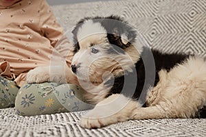 Funny black and white puppy lying on sofa near toddler baby child sitting on cozy sofa with her pet