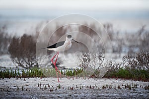 Black-winged stilt bird on the lake shore