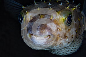 Funny blowfish (Diodon nicthemerus) close-up portrait. Tropical