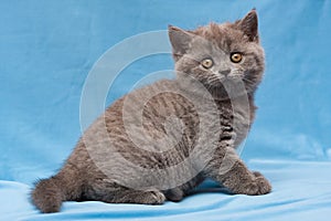 Funny blue British kitten sitting on a blue background