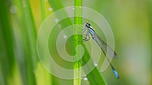 Funny blue damselfly dragonfly close-up cleaning head, eyes and face.