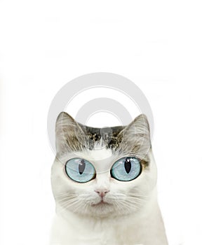 Funny blue eyed cat close up portrait isolated on white